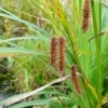 Carex pseudocyperus -- Scheinzypergras-Segge